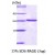 SDS-Page: 14-3-3 theta  Protein [NBC1-18393] - 14-3-3 tau, 27 kDa (245 aa), confirmed by MALDI-TOF with a purity of 95% by SDS - PAGE.